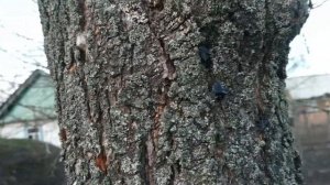 Что делать с деревом, если на нем вырос гриб трутовик?