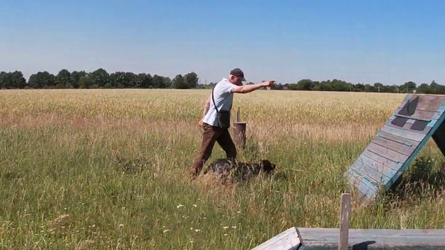 Дратхаар Фрида VOM Milageli (Ч2) смотреть онлайн