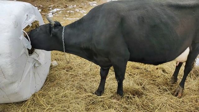 Корова Милка. Удой 30+литров на 8-ой день после отела... смотреть онлайн