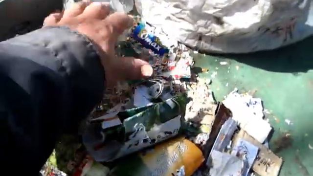 МЫШИ СЕРЫЕ ДОМАШНИЕ СЪели весь семенной фонд