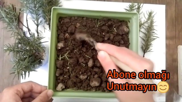 Rozmarin (Et Otu) ( Biberiye ) ( Rosemary ) Nece Köklenir, Ekilir, Yetişdirilir