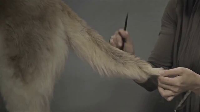 Возьми друга из приюта 3 смотреть онлайн