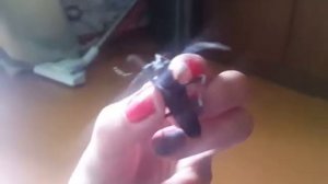 Огромный жук -усач залетел в гости.