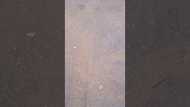 Красивые цветки Каролине можно смотреть онлайн