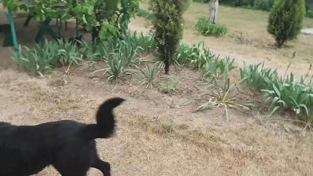 Такса Макарон и овчарка Мурзик смотреть онлайн