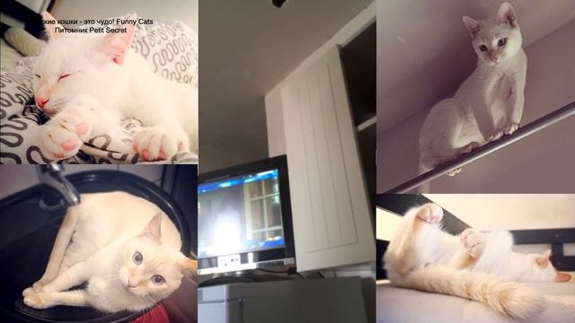 Тайский кот Д'Артаньян-Мячик поноску приносит, в игры на планшете играет и с хозяином гуляет! смотреть онлайн