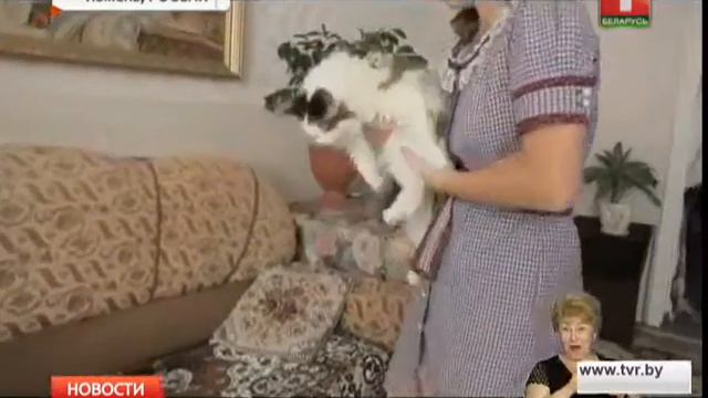 Кошка усыновила обезьянку смотреть онлайн