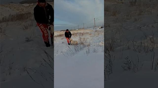 Американский Бульдог!!! смотреть онлайн