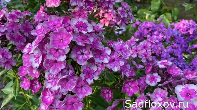 Прекрасный флокс Конек-Горбунок неизвестного автора смотреть онлайн