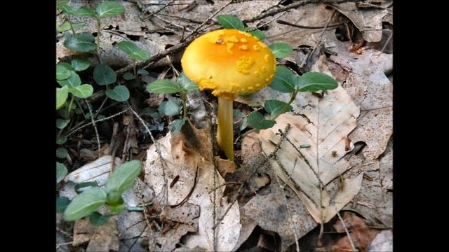 Beauties смотреть онлайн