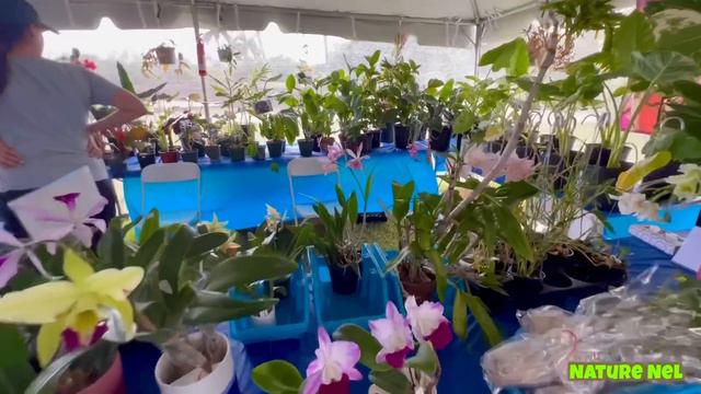 Florida’s Redland International Orchid Show 2023. Day 1 At The VIP Opening. It’s An Orchid Explosio