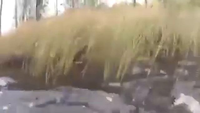 Не очень удачная рыбалка, щука перевернула лодку. смотреть онлайн