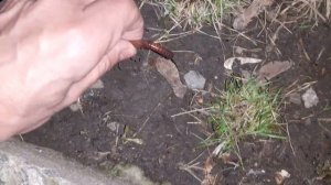 Как набрать выползков.