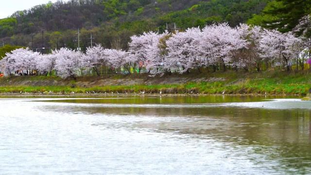 Расслабляющие Звуки Природы - Шум реки и пение птиц