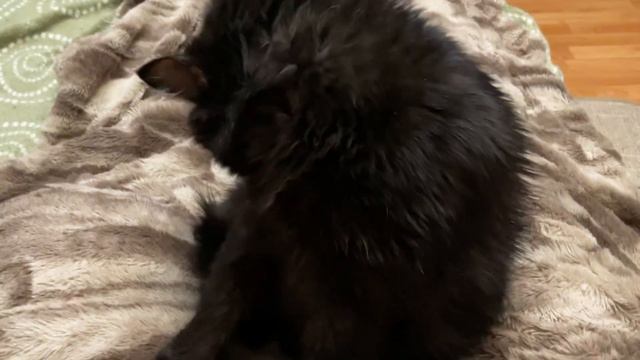 Котики 7 января 2024 года Вечер с котиками смотреть онлайн