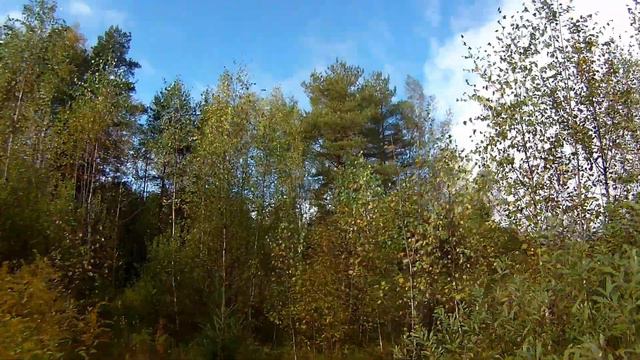 Мечты сбываются (выход в лес и мысли с варганом) смотреть онлайн