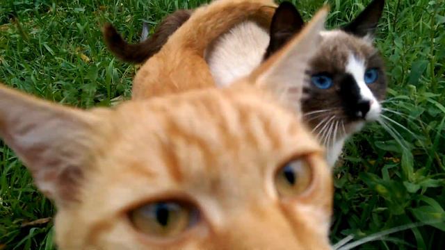 У кота и кошки любовь)) смотреть онлайн