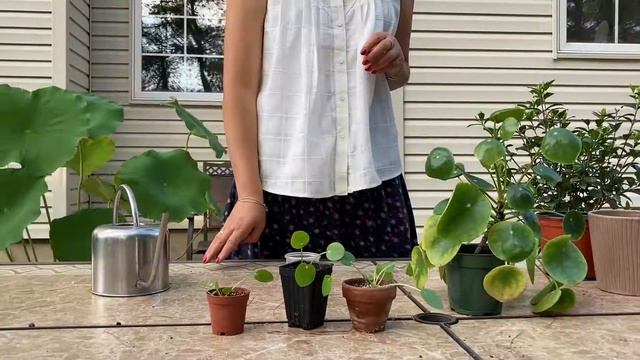 Repotting Pilea | 给镜面草换盆 смотреть онлайн