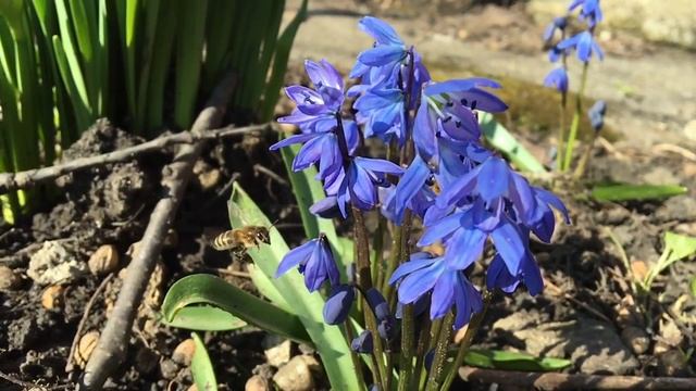 Пчелы. Slow Motion Video. Насекомые. Релакс видео. Красоты природы