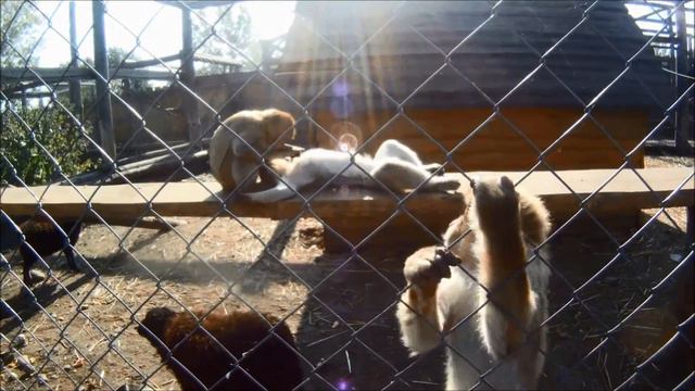 ЗООПАРК ЛІМПОПО смотреть онлайн