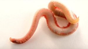 К чему снятся ЧЕРВИ ВО СНЕ, значение сновидений