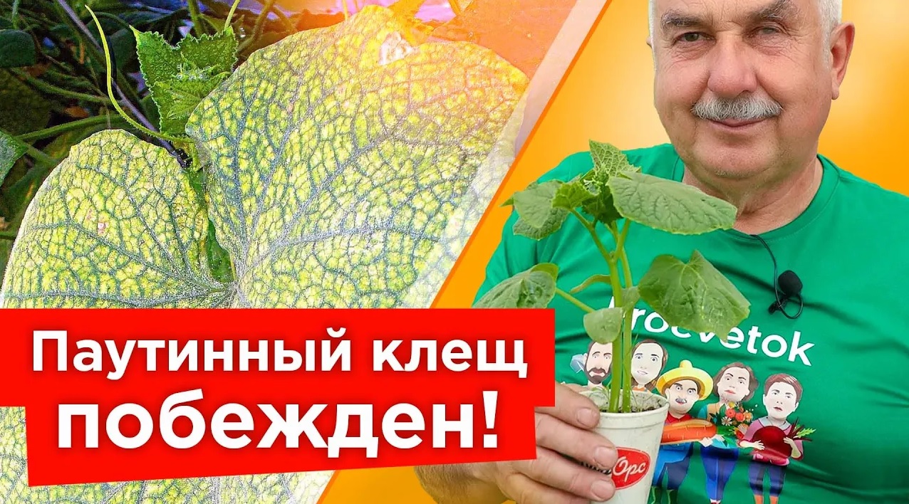 ОТ ПАУТИННОГО КЛЕЩА НА ОГУРЦАХ ПОМОГАЕТ МГНОВЕННО! Самые действенные средства от паутинного клеща