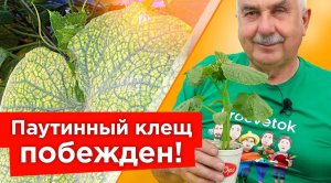 ОТ ПАУТИННОГО КЛЕЩА НА ОГУРЦАХ ПОМОГАЕТ МГНОВЕННО! Самые действенные средства от паутинного клеща