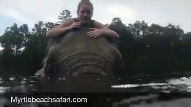 Swimming with Bubbles the Elephant | Myrtle Beach Safari смотреть онлайн
