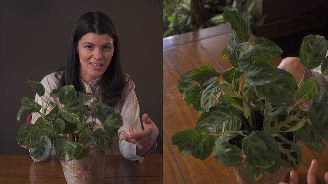 Maranta Leuconeura Var.  Kerchoveana (Prayer Plant) Houseplant Care — 26 Of 365