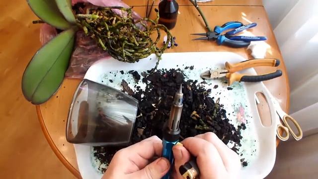 Пересадка орхидеи фаленопсис.Цитыкининовая паста для деток смотреть онлайн