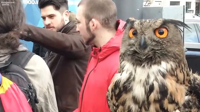 Факты про СОВУ, которых вам лучше не знать, и которые вас удивят смотреть онлайн