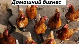 Лучшие куры несушки