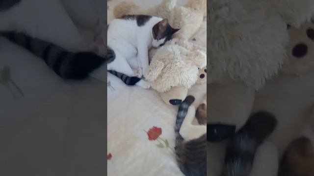 Лежбище домашних котиков... Пиф и Лео... смотреть онлайн