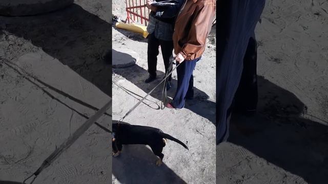 Замеры утеплителя на теплотрассе Интернационалистов 6 часть 2-я смотреть онлайн