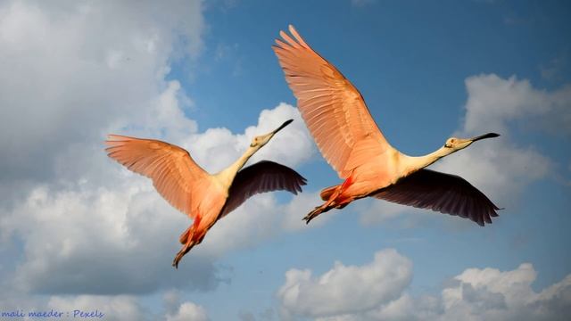 Flying & Полет - вдохновляющее хайку и спонтанное пение - spontaneous singing смотреть онлайн