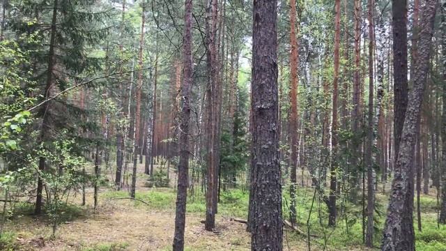 В поисках цветка ландыша в красивом сосновом бору.Прогулка по лесу. смотреть онлайн