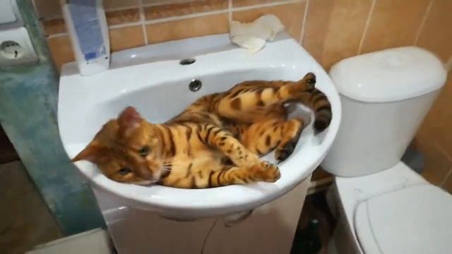 Кот бенгал в умывальнике