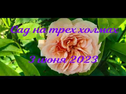 Начало цветения роз в Саду на трех холмах смотреть онлайн