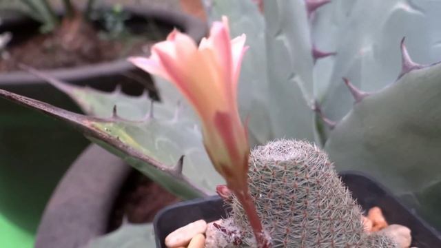 Floracion de la Rebutia Heliosa de Marta y Manuel 2014 / 1 смотреть онлайн