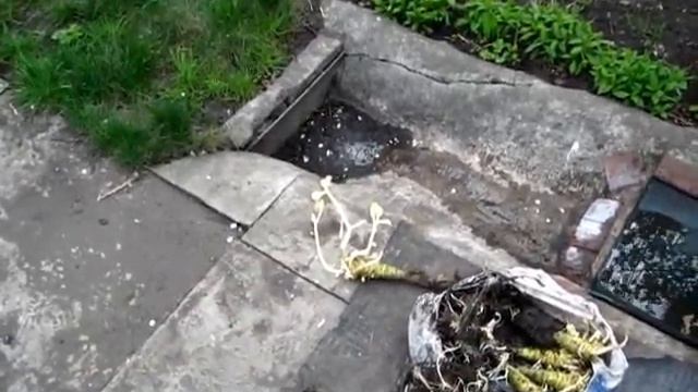 Посадка кочерыжек капусты на семена смотреть онлайн