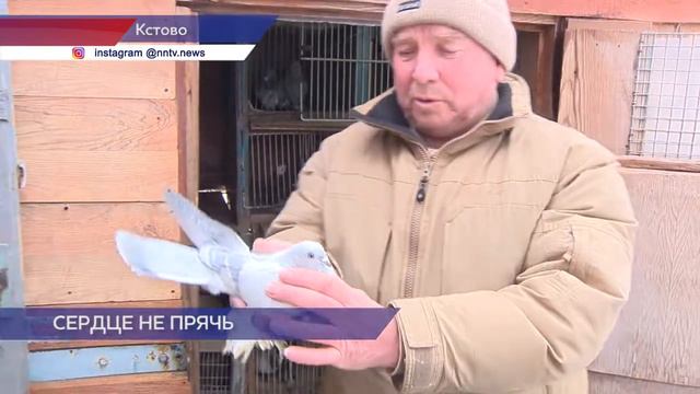Опытных голубятников разыскивают в Нижнем Новгороде работники телецентра смотреть онлайн