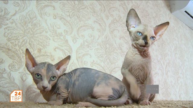 Покровители 2023 года | Элита смотреть онлайн