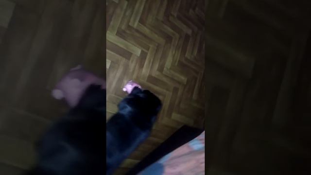 мопсярка играет смотреть онлайн