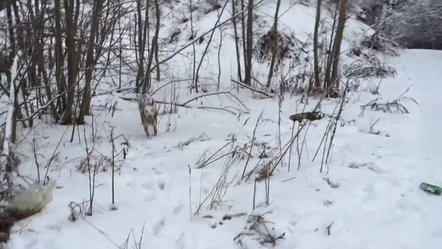 Далматинец