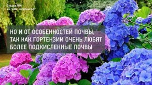 11 неприхотливых многолетних кустарников для красивого оформления дачи и сада