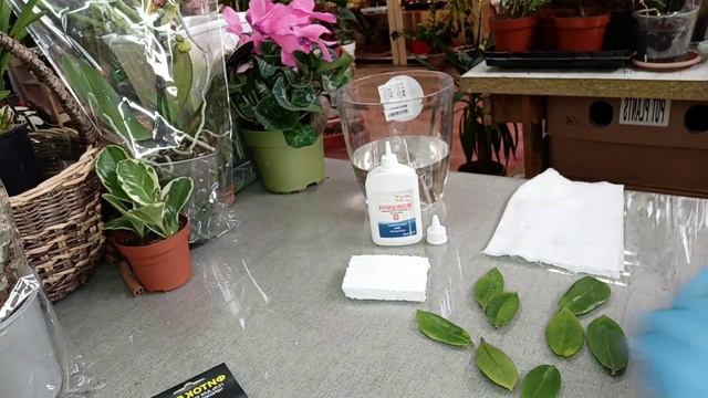 Размножение растений смотреть онлайн