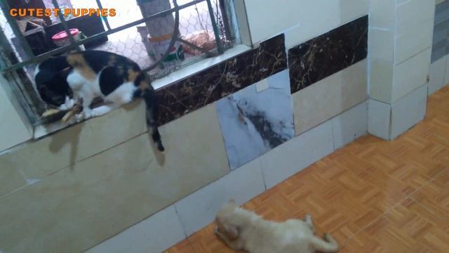 Angry Puppies Say To Each Other: Wish We Could Climb Up to Fight for Food With Kitten смотреть онлайн