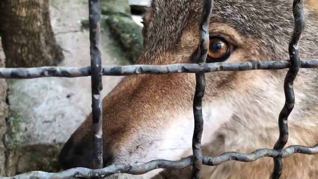 Попал под «горячую лапу»!. Зоопарк «СКАЗКА» смотреть онлайн