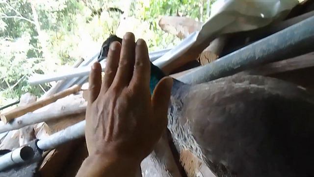 pava sarita Finca Horeb(3) смотреть онлайн