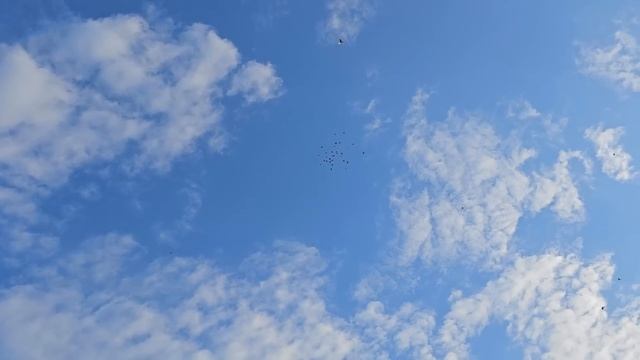 Голуби началось - Линька